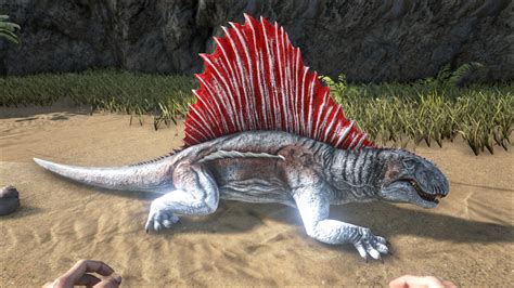 Ark dimetrodon - 16 points ⚔️ Encountering May 5, 2021 Report. You can find these guys in the swamp area by redwoods, desert near the water and in the swamp heading to the floating islands! I incubated one wyvern egg with two of these guys. I put on my level points into melee. All Dimetrodon Tips.